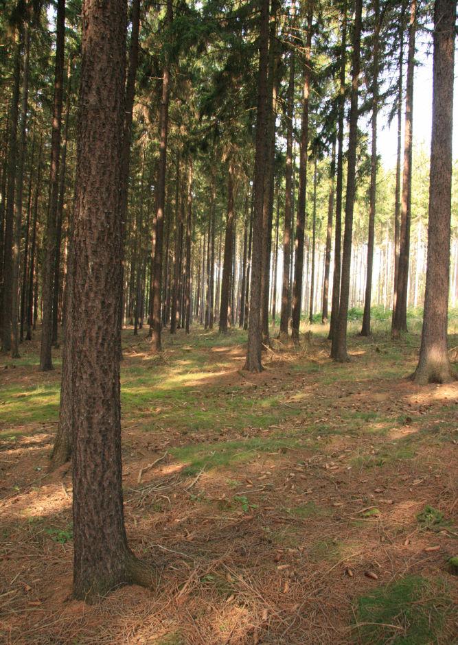 4 - Smrková monokultura, kde výskyt tisu v průběhu vývoje