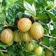 Drobné ovoce vhodné do vyšších poloh Drobné ovoce je většinou ideálním řešením do vyšších poloh pro svou menší náročnost na délku vegetace a teplo.