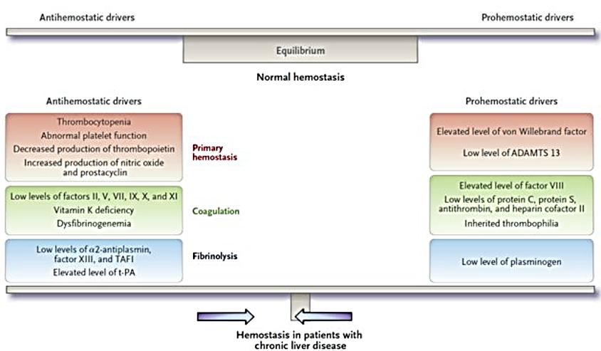 Nothurp PG, Coagulation in