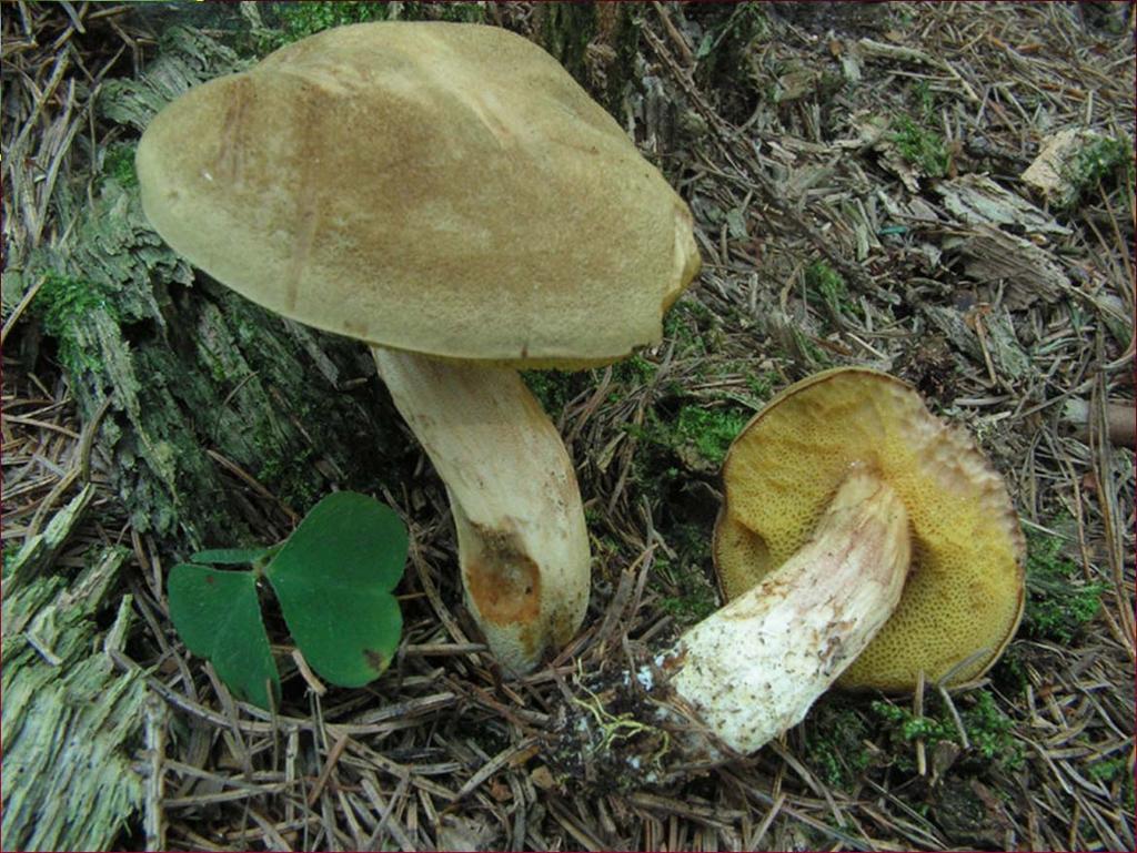 -70 druhů Hřib plstnatý (Boletus subtomentosus), listnaté i