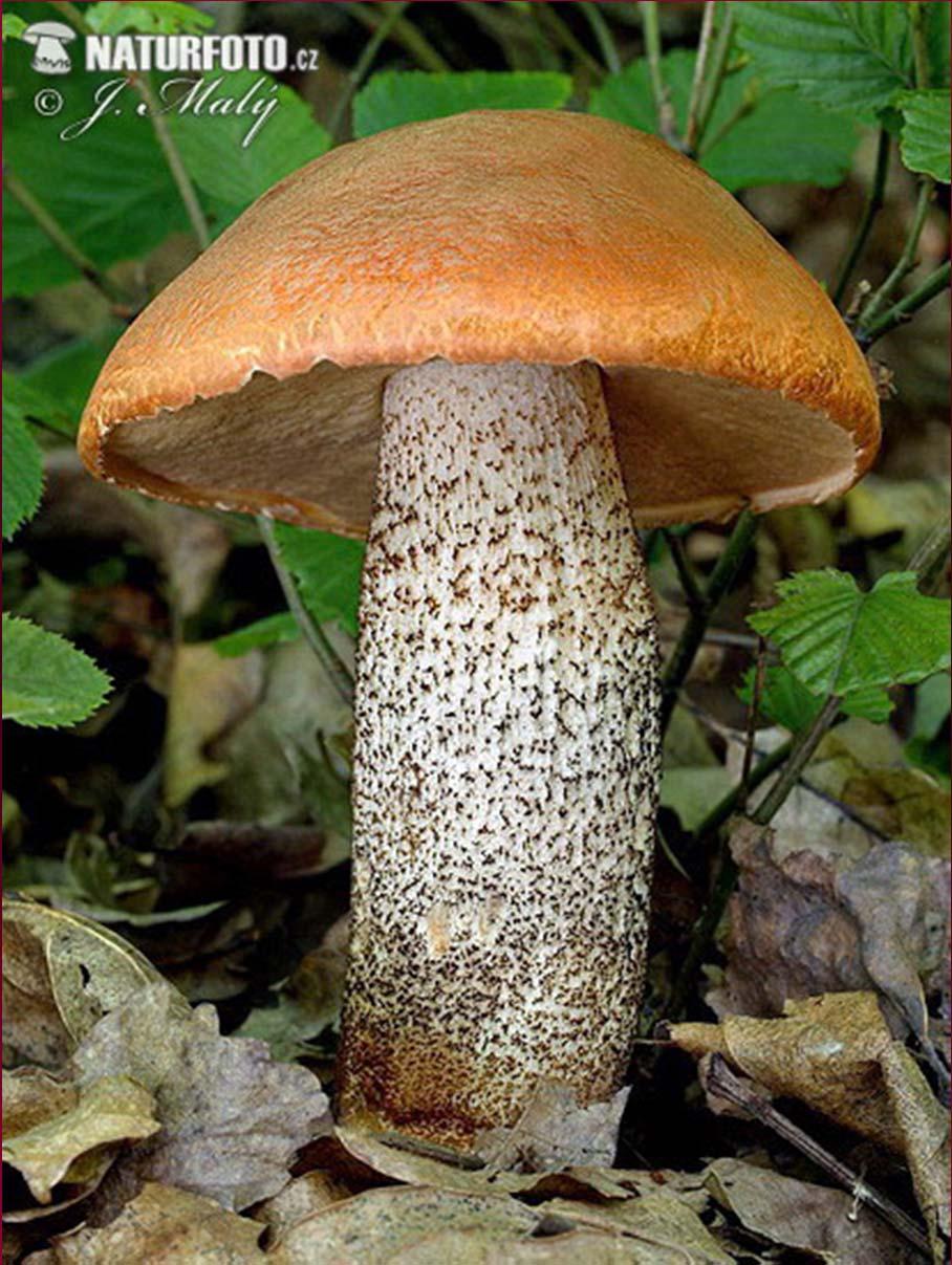 Křemenáč osikový (Boletus