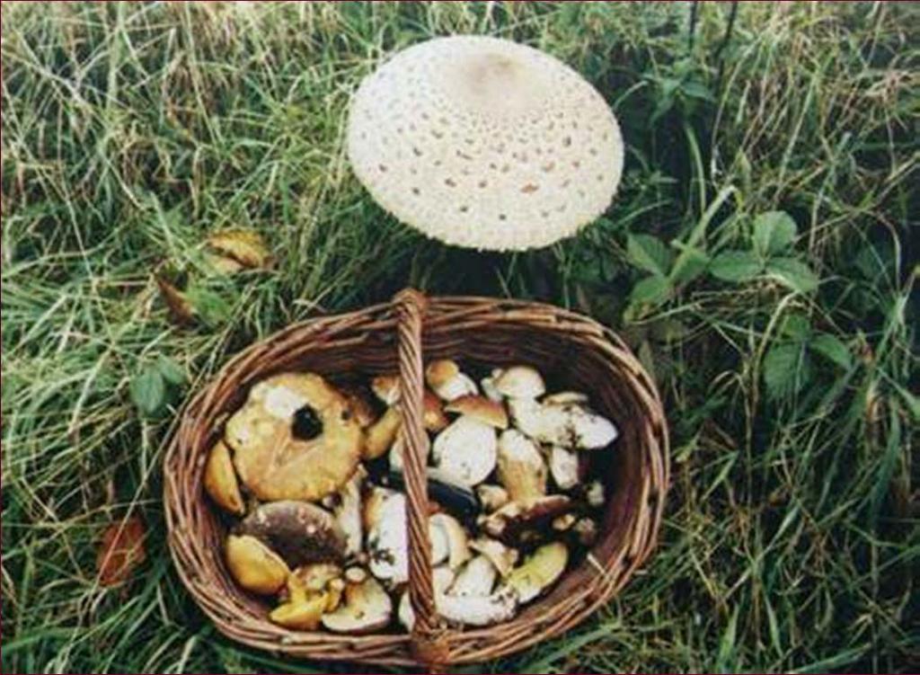 Lidé střední a východní Evropy jsou považováni na rozdíl od všech ostatních oblastí za zanícené sběrače hub.