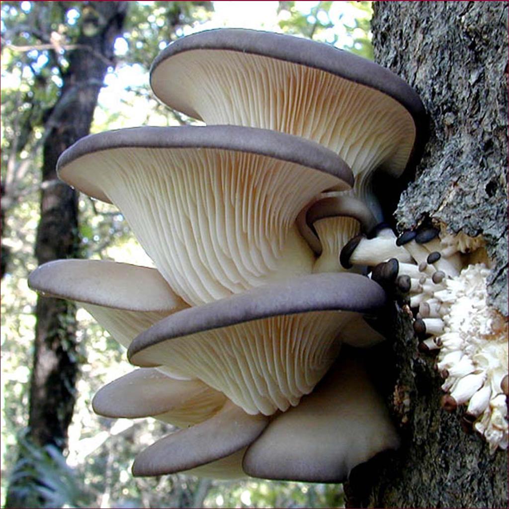 HLÍVY Hlíva ústřičná (Pleurotus ostreatus).