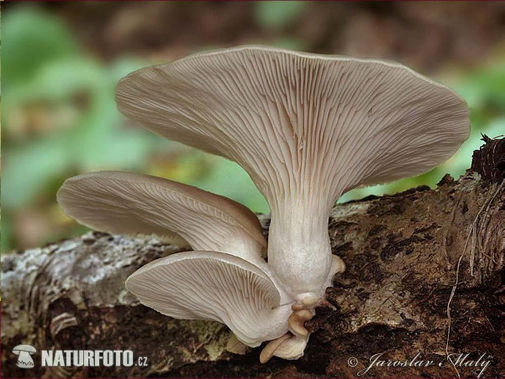 Kmeny, pařezy listnáčů Hlíva plicní (Pleurotus