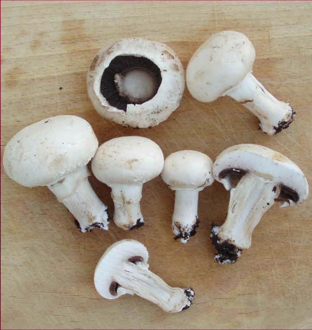 ŽAMPIONY (PEČÁRKY) Žampion pochvatý (Agaricus