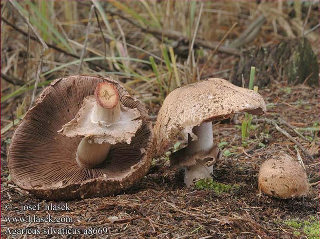 Žampion lesní (Aqaricus silvaticus)