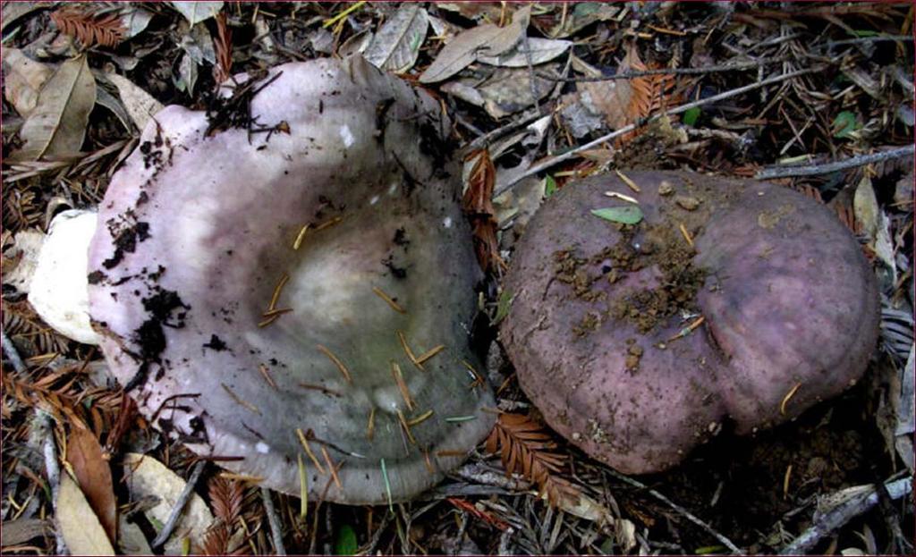 Holubinka nazelenalá (Russula