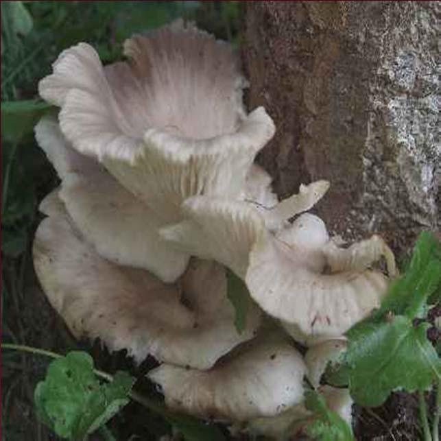 ostreatus) Hlíva miskovitá (Pleurotus