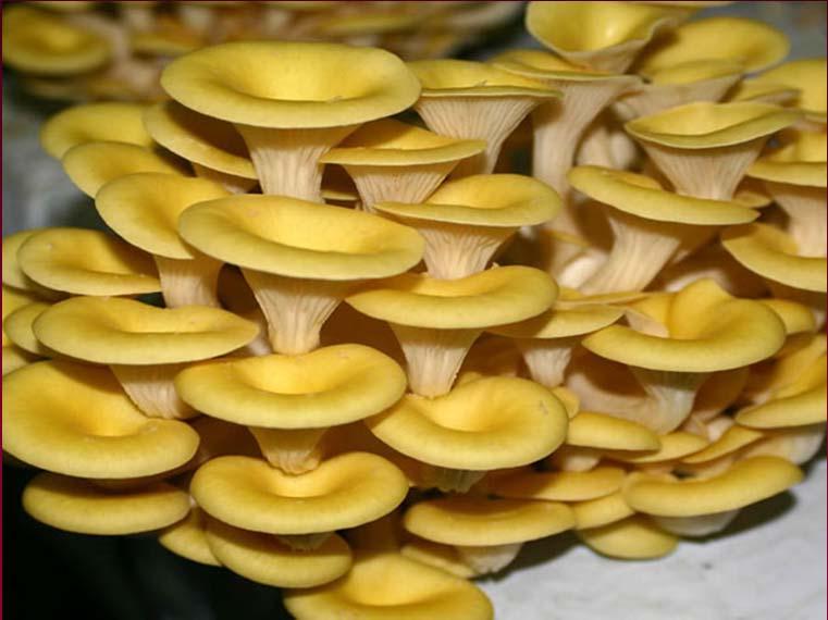 Hlíva ústřičná (Pleurotus ostreatus) Hlíva