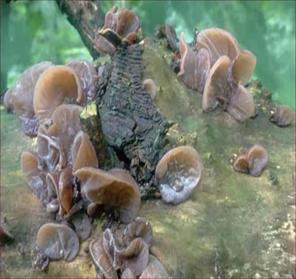 BOLTICOVITKA UCHO JIDÁŠOVO Hirneola auricula-judae, syn. Auricularia auricula-judae. Plodnice není rozlišena na třeň a klobouk. Tvarem a tužší chrupavčitou konzistencí připomíná lidské ucho.