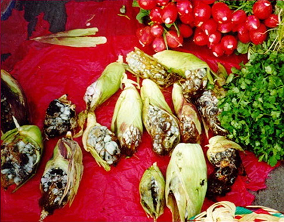 JEDLÉ MIKROSKOPICKÉ HOUBY Ustilago maydis prašná sněť kukuřičná - Cuitlacoche (aztécké slovo havraní výkaly) Ačkoliv