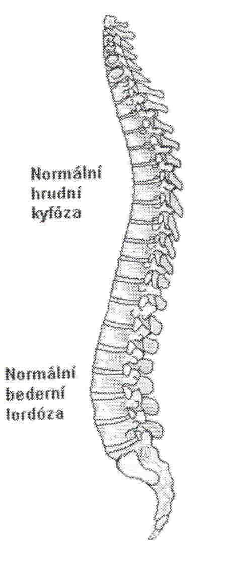 1.1.1 FYZIOLOGICKÁ ZAKŘIVENÍ PÁTEŘE Páteř má v sagitální rovině fyziologická zakřivení lordózu a kyfózu.