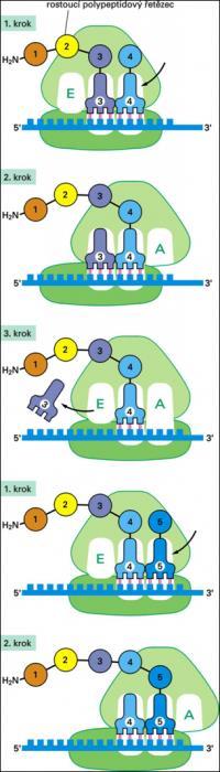 před zahájením translace však musí být aminokyseliny nejprve aktivovány (prostřednictvím ATP) a poté pomocí enzymů (aminoacyl-trna-syntetasa) připojeny na 3 OH konec odpovídající trna proces