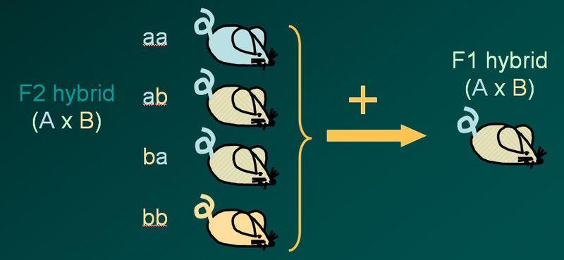 zákon tkáň transplantovaná mezi příslušníky dvou inbredních kmenů, které se liší alelami jednoho nebo několika histokompatibilitních systémů je příjemcem destruována allogenní transplantace je