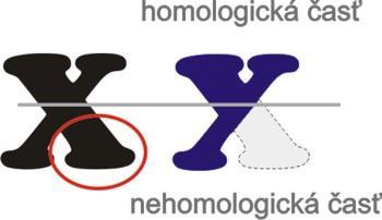 Diferenciace samičího pohlaví iniciována v primordiální gonádě pokud není exprimován gen SRY diferenciace zárodečných buněk v prekurzory oocytů proliferují a prodělávají první meiotické dělení,