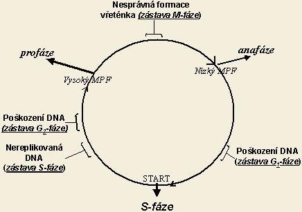 Řídící systém buněčného cyklu buněčná proliferace závisí na vnitřních i vnějších činitelích řídící systém zajišťuje a koordinuje cyklicky se opakující biochemické reakce, které vedou k replikaci DNA,