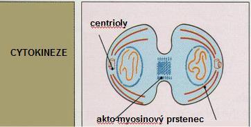 kinesiny - pohyb směrem k plus konci nebo na protisměrný pohyb polárních mikrotubulů ve středu buňky v anafázi (bipolární motory) - jsou aktivní v mitose a meiose a při vlastním rozdělení buňky