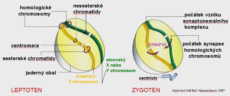 dochází k redukci počtu chromosomů na 1n diploidní počet na haploidní - meiosa II dělení ekvační neboli homeotypické probíhá obdobně jako mitosa výsledkem jsou 4 buňky s haploidním počtem chromosomů