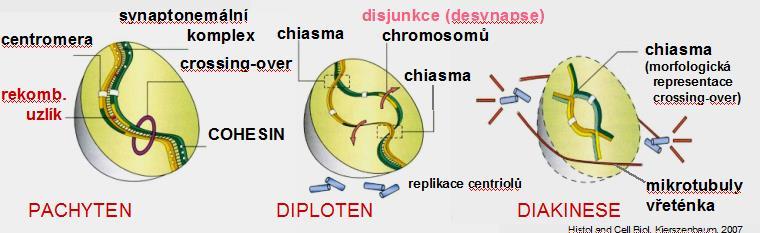 z laterálního elementu radiálně vybíhají smyčky chromatinových vláken a centrální element je s laterálními propojen transverzálními filamenty v tomto stavu přetrvávají i několik dní základním účelem