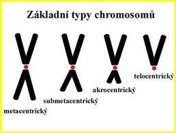 - genom tvoří kruhová molekula DNA od 16 kb až k několika stům kb chromosomy eukaryot - soustředěny do jádra buněk - obsahují 3 základní biopolymery DNA histony (bazické proteiny) proteiny kyselého