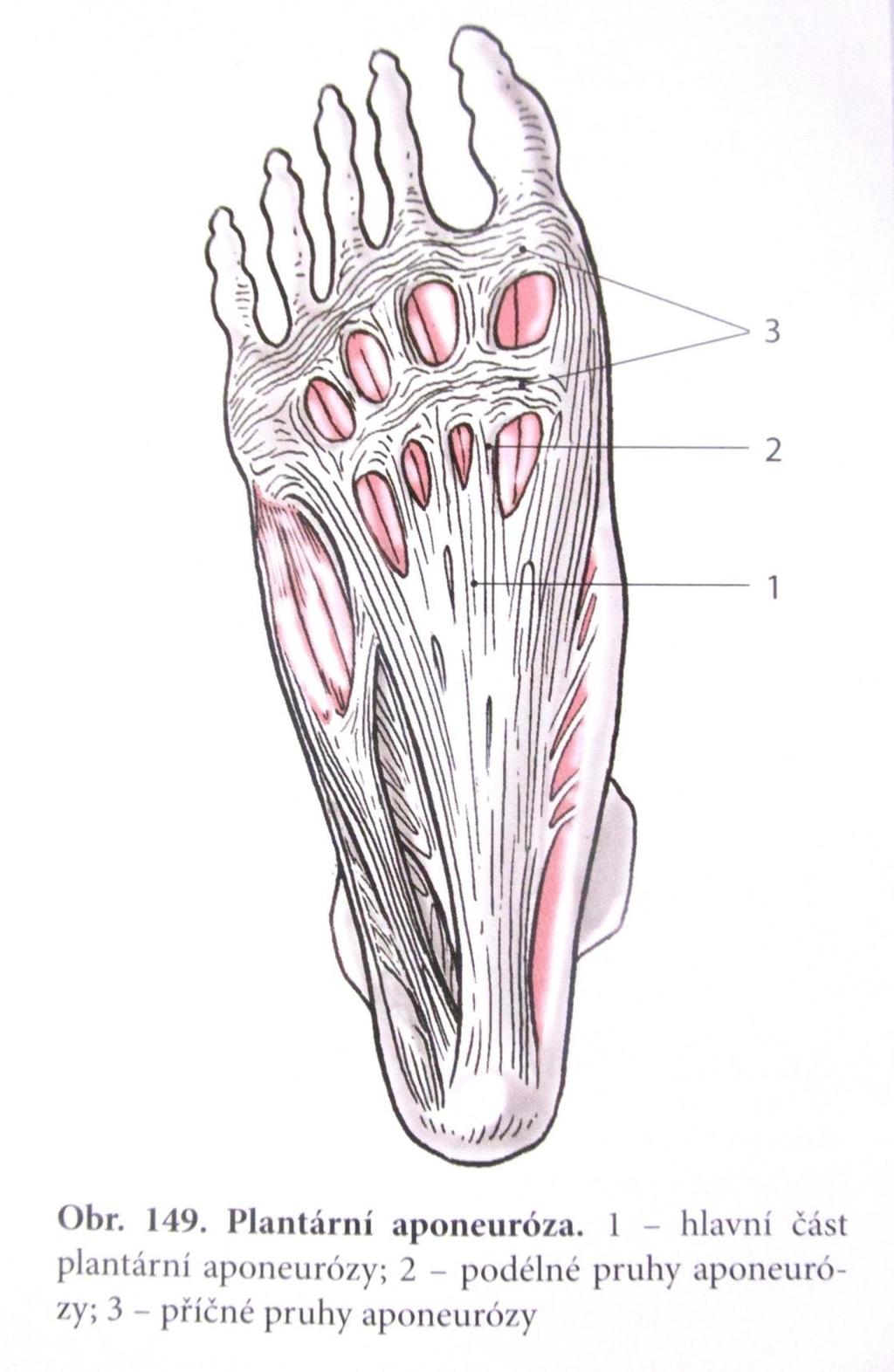 Obrázek 3 Aponeurosis plantaris Zdroj: ELIŠKA, Oldřich, ELIŠKOVÁ, Miloslava.