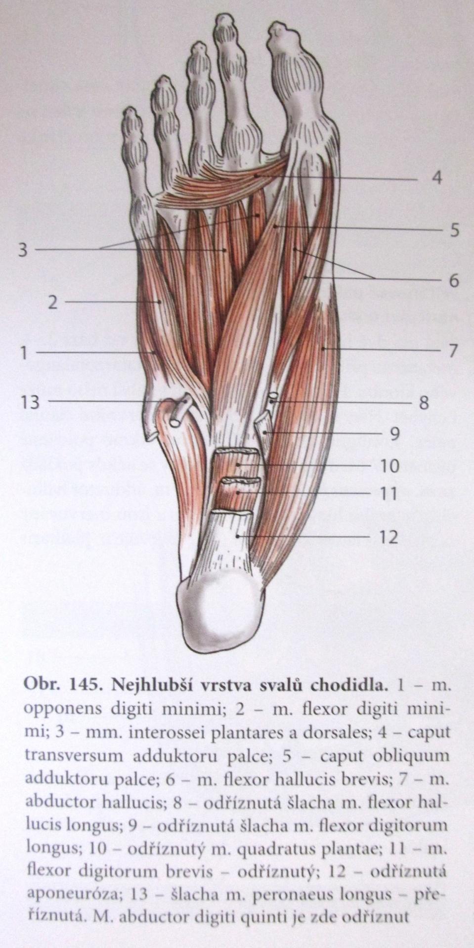 Obrázek 7 Svaly nohy hluboká vrstva Zdroj: ELIŠKA, Oldřich, ELIŠKOVÁ, Miloslava.