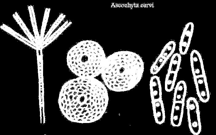 Askochytová listová skvrnitost a hnědnutí okolíků kmínu (Ascochyta carvi) Symptomy: Květenství: hnědnutí okolíků s tvorbou četných plodniček
