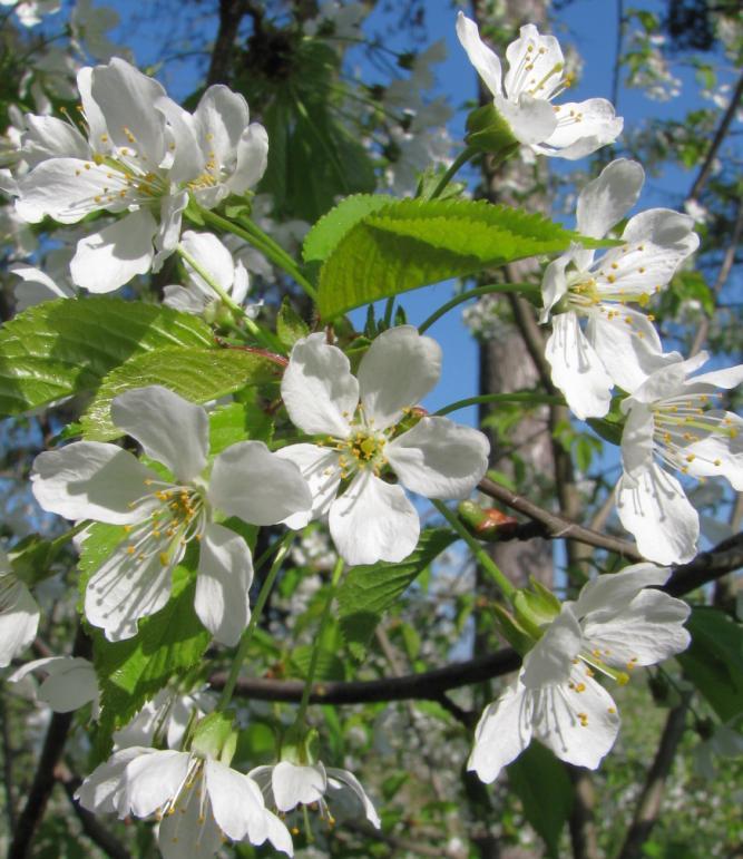 Kvetoucí třešně