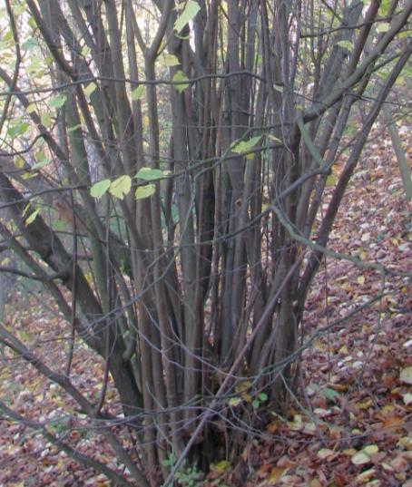 V rámci rekonstrukčních zásahů nebyl objeven jediný větší stromek jeřábu ptačího (Sorbus aucuparia).