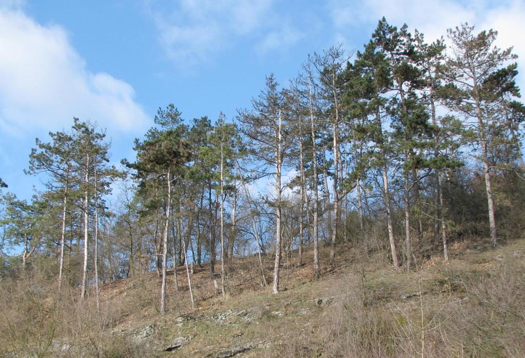 31 BOROVICE Hned po dubech jsou nejrozšířenějšími stromy komplexu jehličnaté borovice. Rostou zde dva druhy. Borovice černá (Pinus nigra) není na jižní Moravě původní.