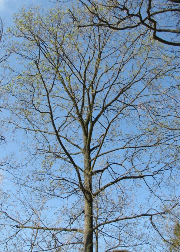 pseudoacacia) či vysázených borovic (Pinus sp.). Čtyři takovi velikáni dnes do značné míry charakterizují rozsáhlou plochu nad skalnatými srázy.