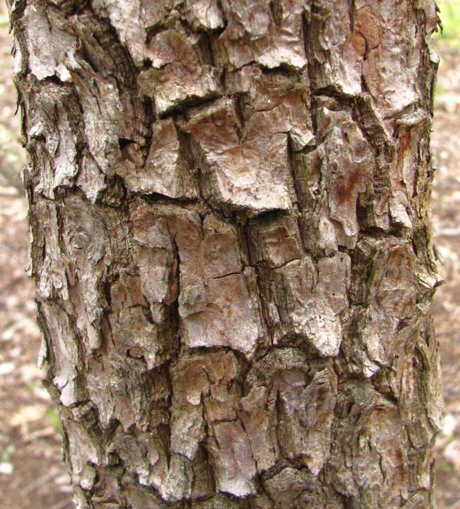 33 DŘÍNY Zvláště chráněný ohrožený dřín obecný (Cornus mas) je symbolem zdejšího rozsáhlého svahového komplexu.