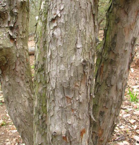 Jde o pozvolna rostoucí dlouhověkou dřevinu dožívající se až více než 250 roků. Průměry kmene mohou dosahovat až kolem 30-40 cm. U starších jedinců je borka kůra charakteristicky šupinatě odloupavá.