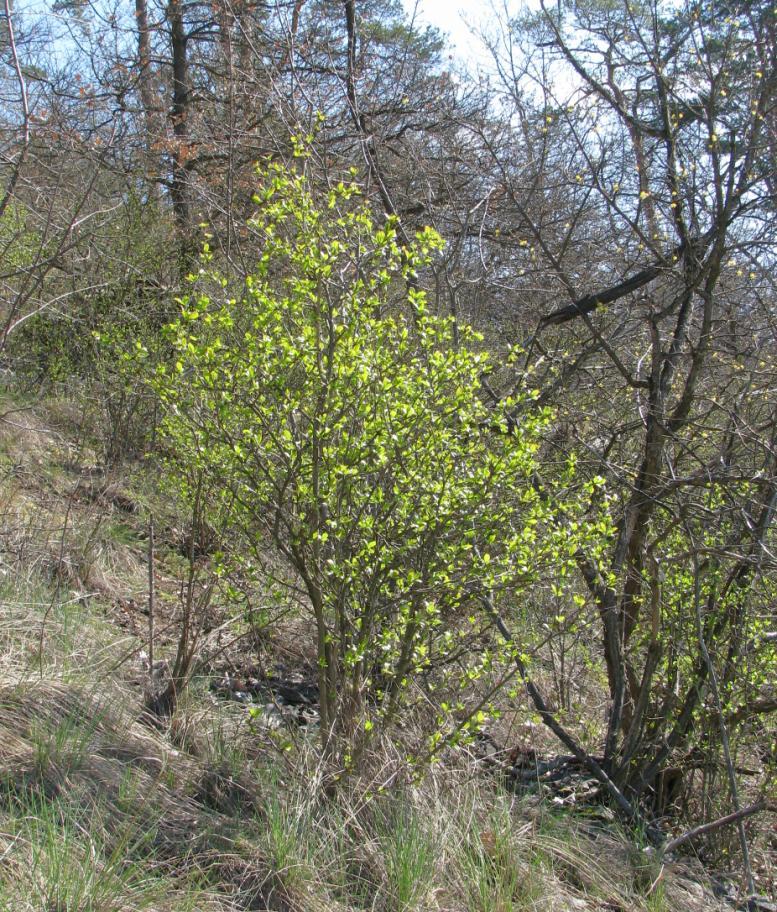 35 DŘIŠŤÁL Dřišťál obecný (Berberis