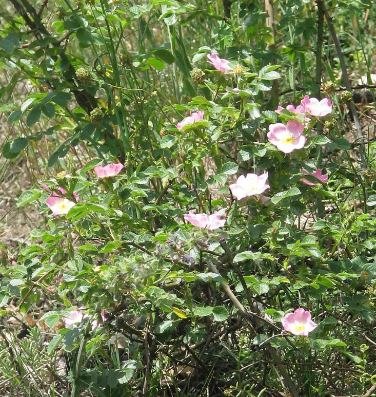 Právě v době květu voní tento druh růží silně po jablcích. Zvláště při rašení či za vyšších teplot.