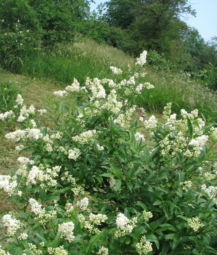 Jde o ptačí zob obecný (Ligustrum