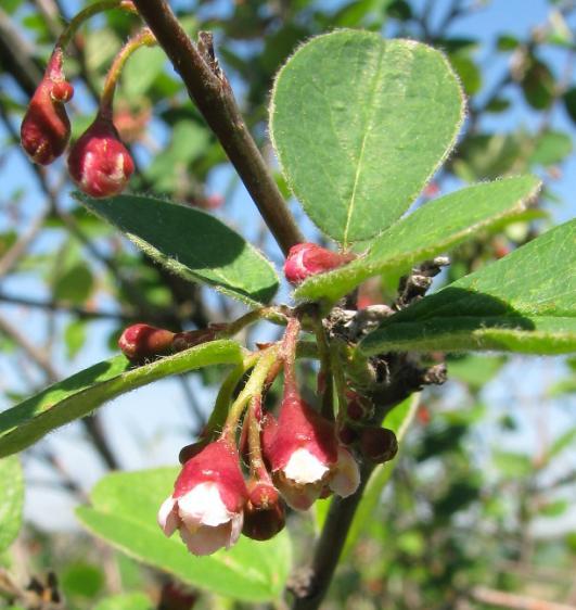 Další druhy jako je trnka obecná (Prunus spinosa) a zimolez obecný (Lonicera xylosteum) se objevují