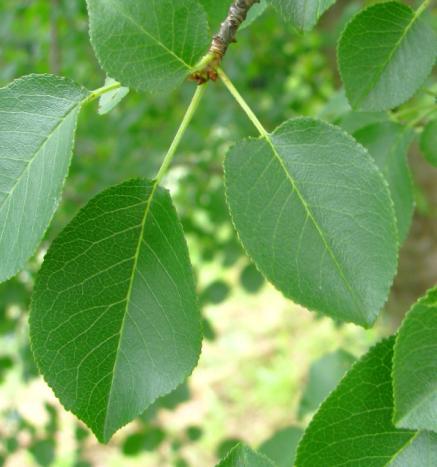 41 MAHALEBKY Stejně jako v případě kaliny tušalaje (Viburnum lantana), tak i v případě mahalebky obecné (Cerasus