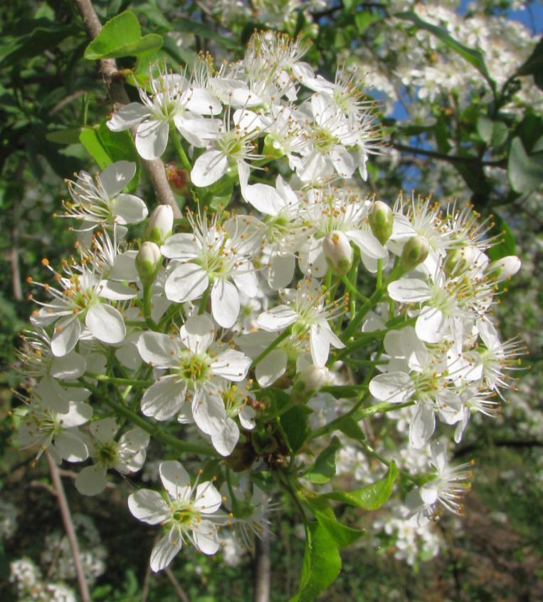 Doslova je zmiňováno, že mahalebka je v plochách skalní stepi nahrazena hrušněmi (Pyrus communis).