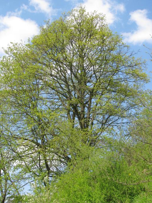 Tento nádherný a zdravý strom je zjevně ekotypem vázaným na teplé a suché