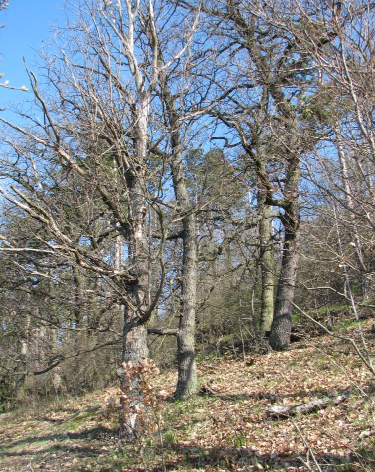 Nejmohutnější stromy rostou podél vrstevnicové pěšiny vedoucí horním