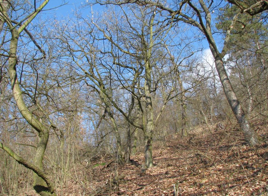 Les s převahou dubů porůstá vyšší partie svahů nad vrstevnicovou pěšinou vedoucí podél horního okraje skalní