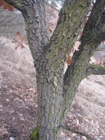 dub pýřitý šípák (Quercus pubescens).