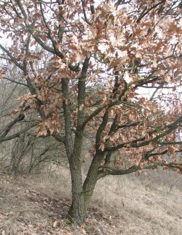 těmito srázy a také ve východním svahu nad horní hranou úpatního skalnatého stupně.