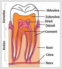 Chrup Kořen zubu kořen je část zubu, která je pokryta cementem a je uložena v kostěném zubním lůžku (zubním alveolu) alveolárního výběžku horní nebo dolní čelisti.
