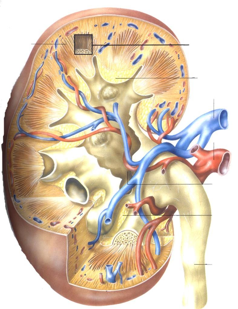 ledvinná kůra (tubuly) ledvinná dřeň (kličky) glomeruly