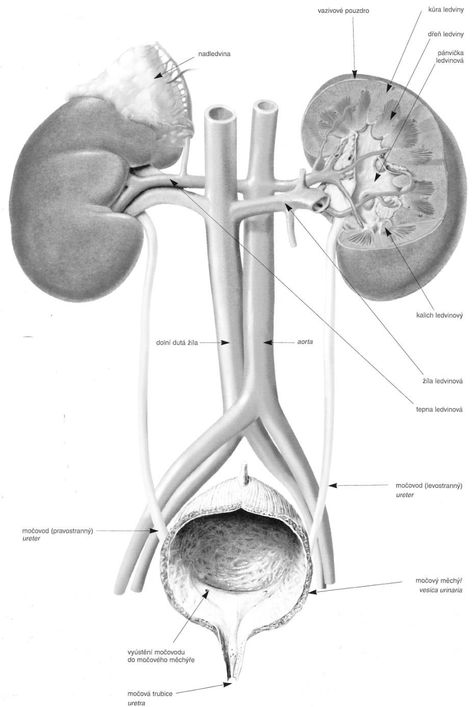Soustava renální -hlavním exkrečním orgánem jsou párové ledviny ( ren dexter,sinister) -vývodné cesty močové: Párové CALICES RENALES