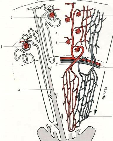 Mikroskopická stavba ledviny BP Distální tubulus Proximální tubulus Henleyova klička Sběrný kanálek NEFRON Základní stavební a funkční jednotka ledviny Části: Bowmanovo pouzdro +Glomerulus =
