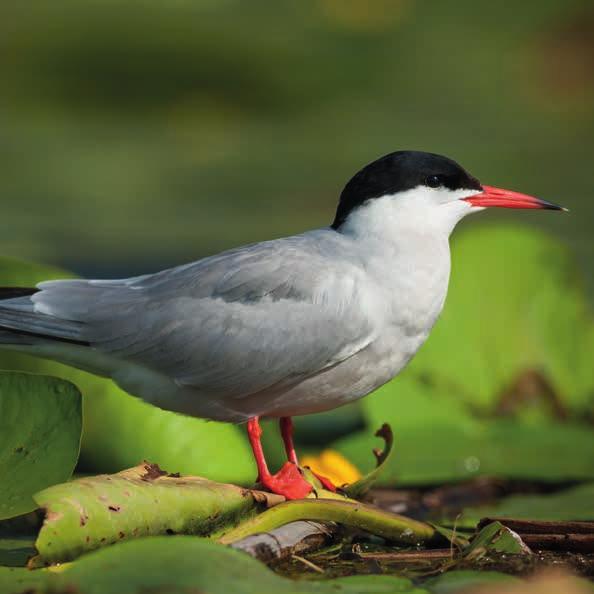 RYBÁK OBECNÝ (STERNA HIRUNDO) TÝM PROJEKTU NA PODPORU