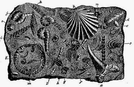 h Frondicularia Cordai i Frondicularia striatula j Haplophragmium irregulare k Nodosaria Zippei l Nodosaria annullata m Nodosaria obscura n Planorbulina polyraphes (M.
